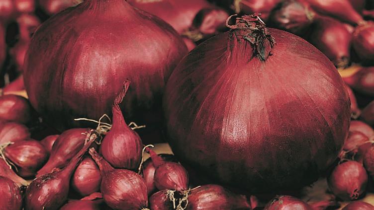 Steckzwiebel rot