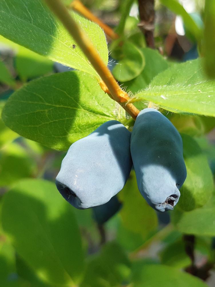 Bio Beerenpflanzen