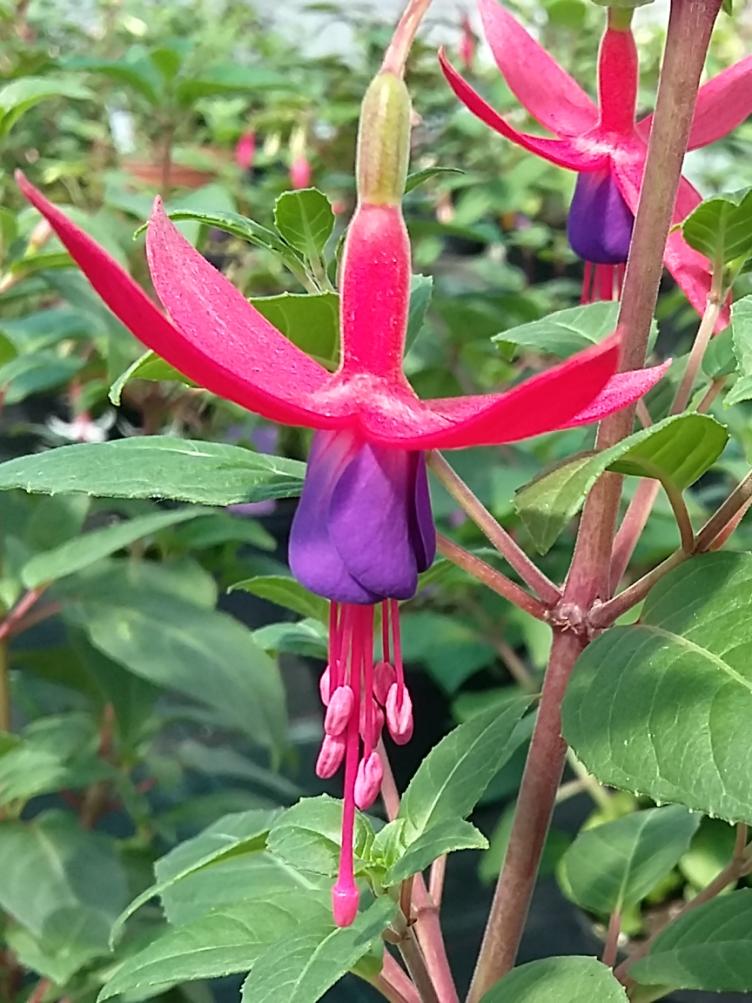 Bio Fuchsien