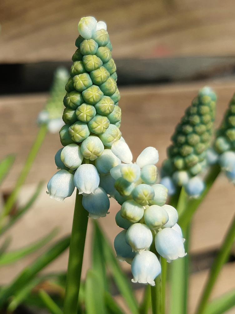 Bio Blumenzwiebel & Knollenpflanzen