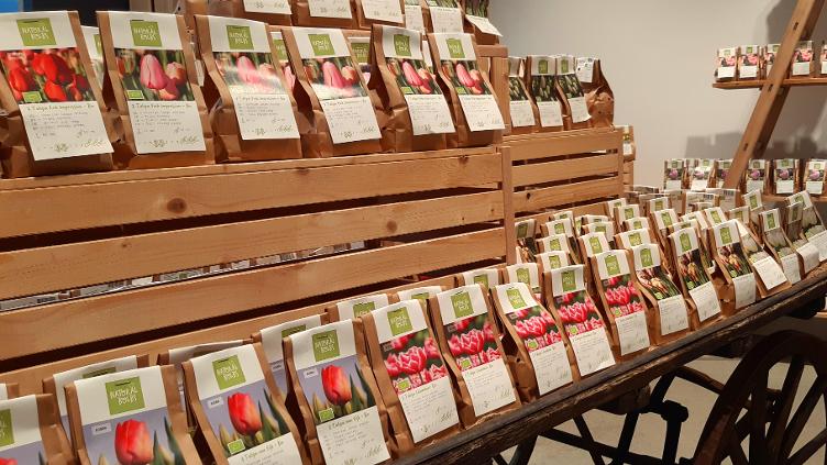 JETZT PFLANZEN - Blumenzwiebeln für den Frühling
