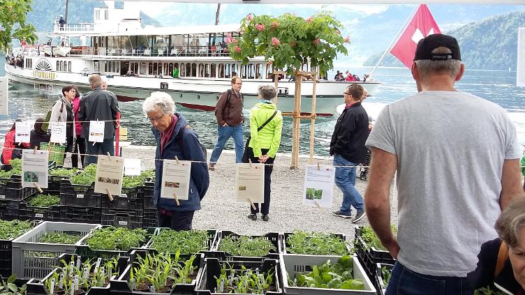 ProSpecieRara Setzlingsmarkt Weggis