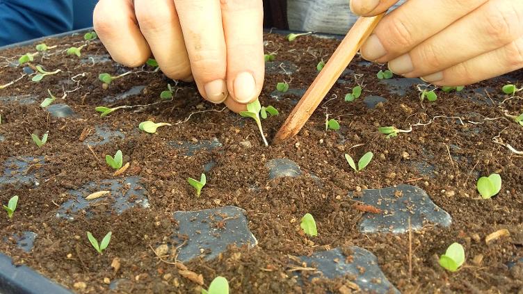 Berufsbildung Gärtner EFZ (m/w/d)