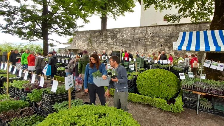 ProSpecieRara Setzlingsmarkt Schloss Wildegg