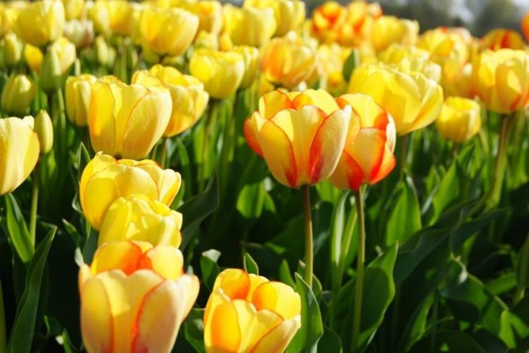 Bio Tulpe Beauty of Spring