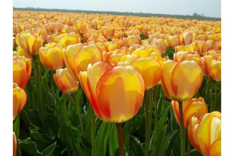 Bio Tulpe Beauty of Spring - 0