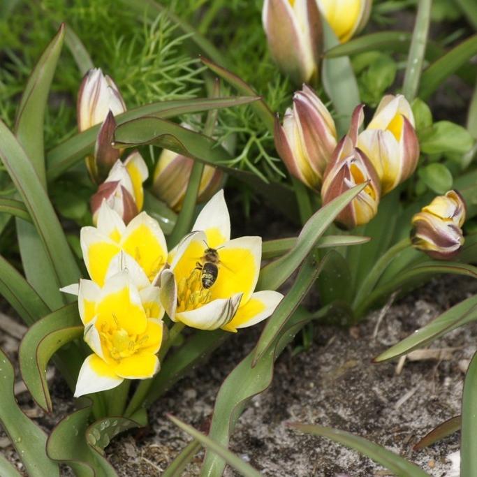 Bio Wildtulpe Tarda