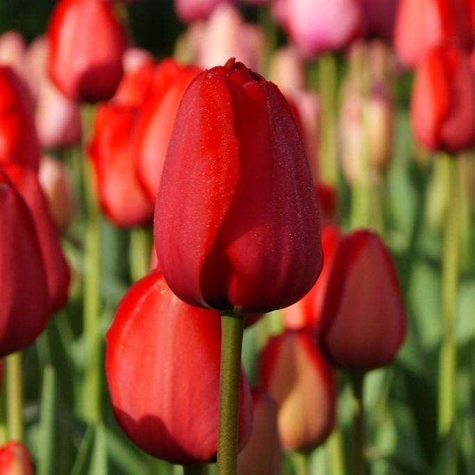 Bio Tulpe Red Impression