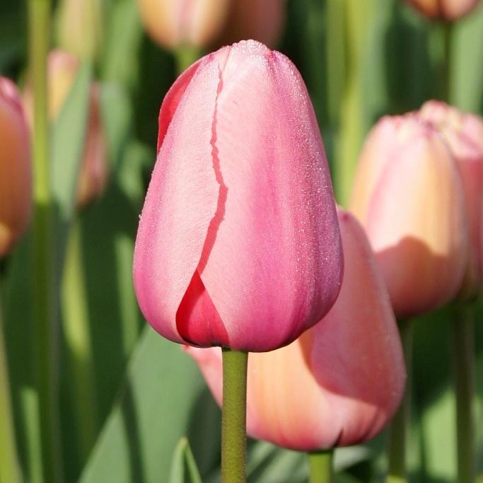 Bio Tulpe Pink Impression