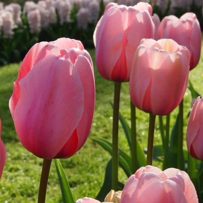 Bio Tulpe Salmon Impression