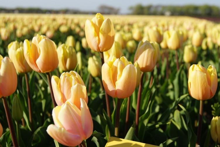 Bio Tulpe Mango Charm
