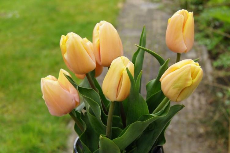 Bio Tulpe Mango Charm - 0