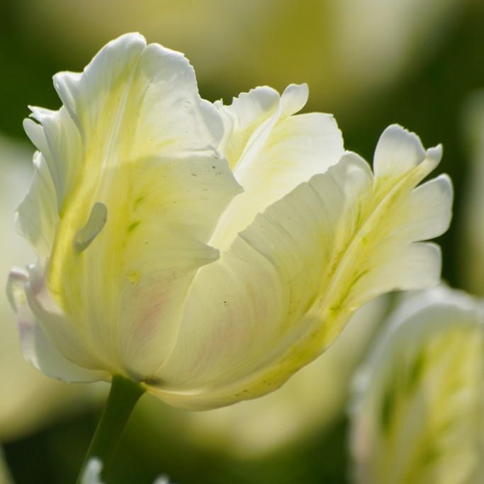 Bio Tulpe White Rebel