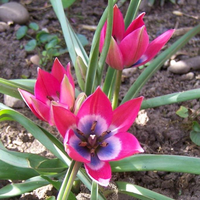 Bio Wildtulpe Little Beauty