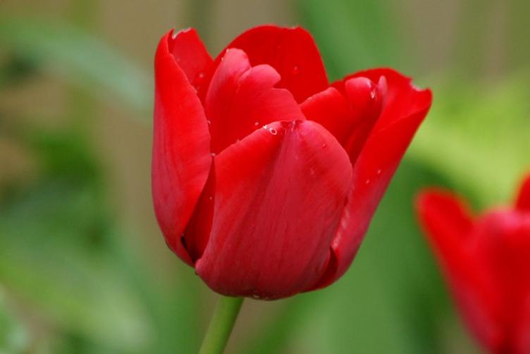 Bio Tulpe Ile de France