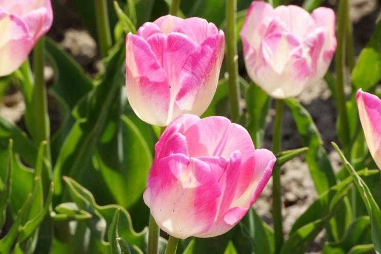 Bio Tulpe First Class