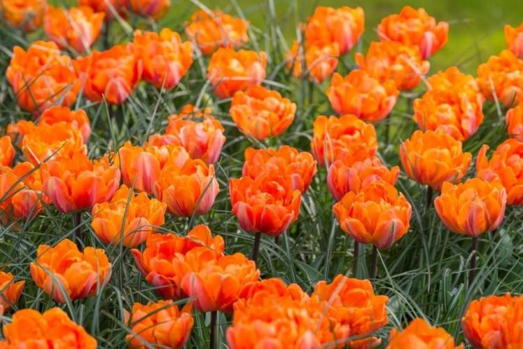 Bio Tulpe Orange Princess