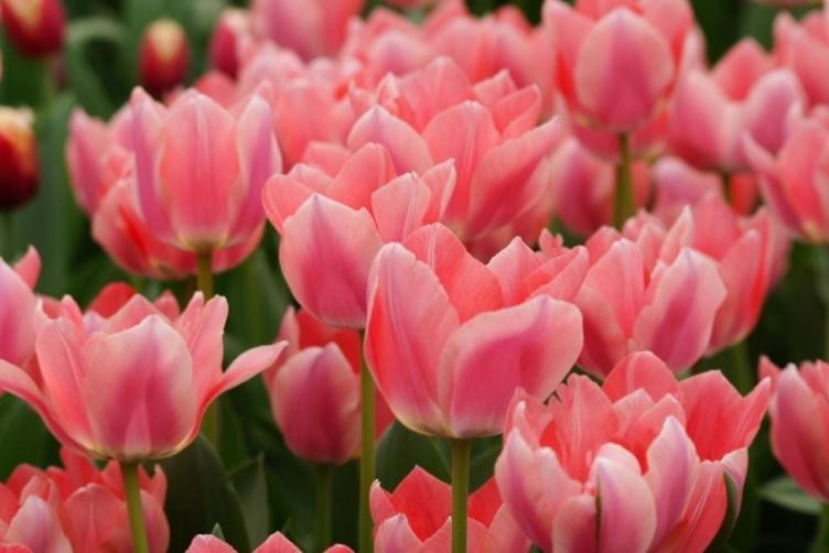 Bio Tulpe Apricona