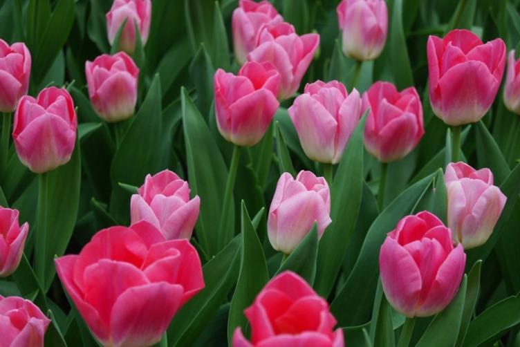 Bio Tulpe Dynasty