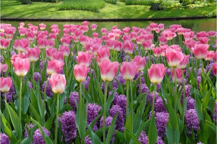 Bio Tulpe Dynasty - 0