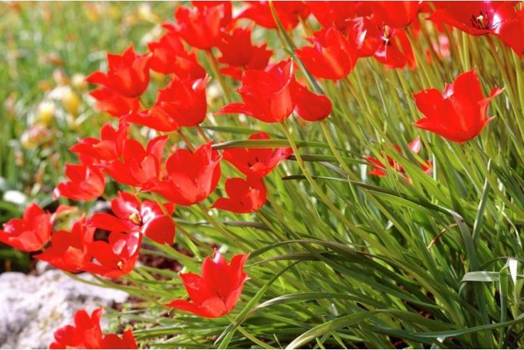 Bio Wildtulpe Linifolia