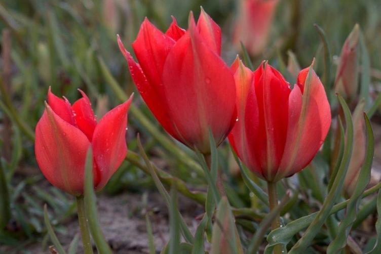 Bio Wildtulpe Linifolia - 0