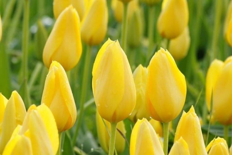 Bio Tulpe Muscadet