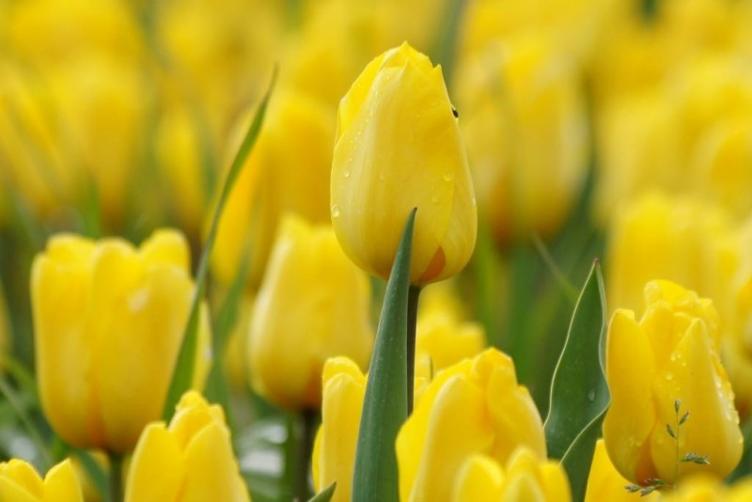 Bio Tulpe Jan van Nes