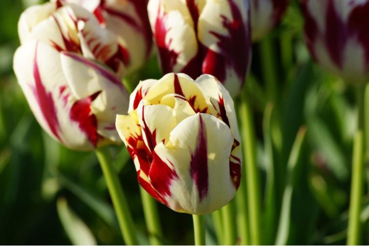 Bio Tulpe Grand Perfection