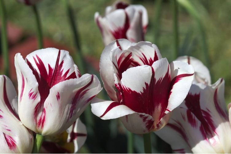 Bio Tulpe Grand Perfection - 0