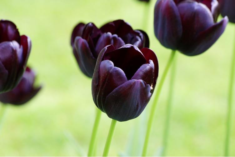 Bio Tulpe Queen of Night