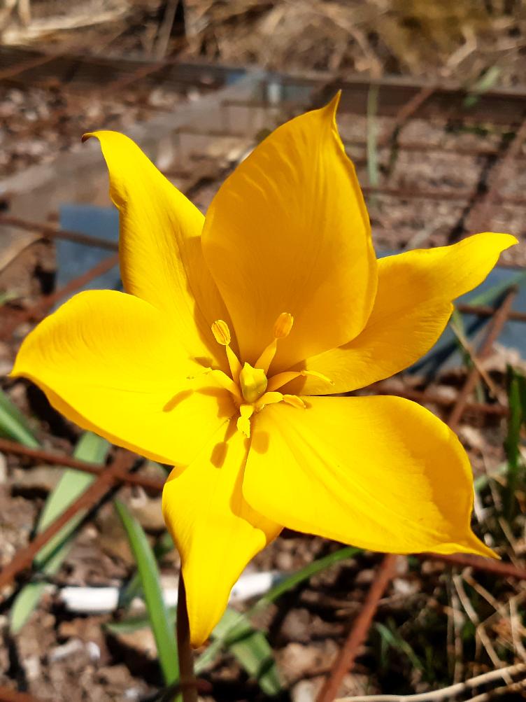 Bio Wildtulpe Sylvestris