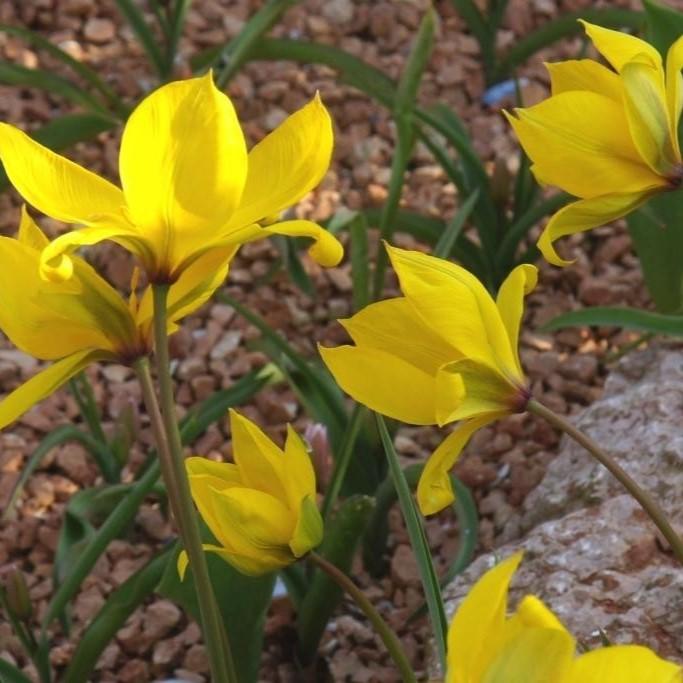Bio Wildtulpe Sylvestris