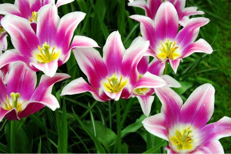Bio Tulpe Ballade - 0