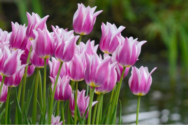 Bio Tulpe Ballade
