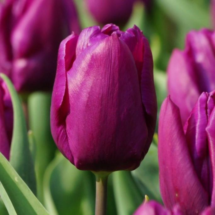 Bio Tulpe Purple Prince