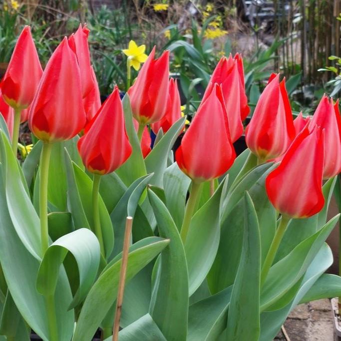 Bio Wildtulpe Ingens