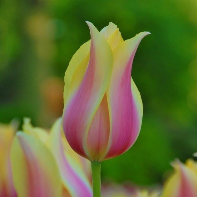 Bio Tulpe Blushing Lady