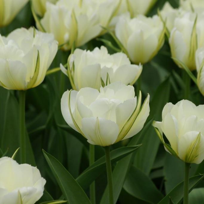 Bio Tulpe Exotic Emperor