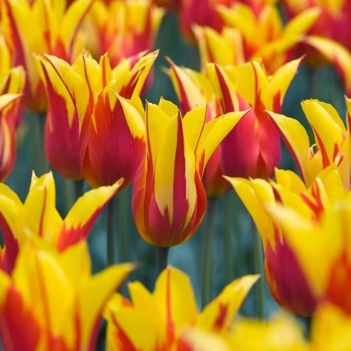 Bio Tulpe Fire Wings