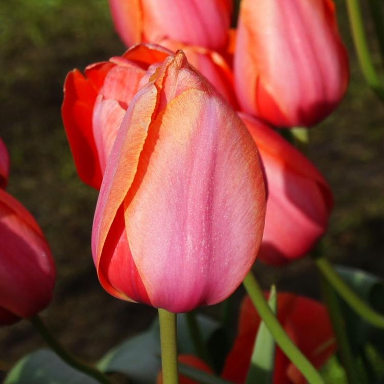 Bio Tulpe Apricot Impression