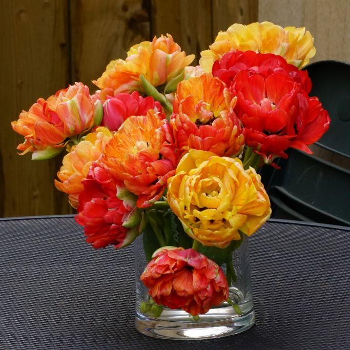 Bio Tulpe Gudoshnik Double