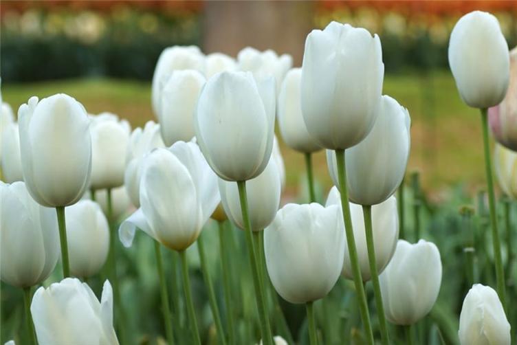 Bio Tulpe Maureen