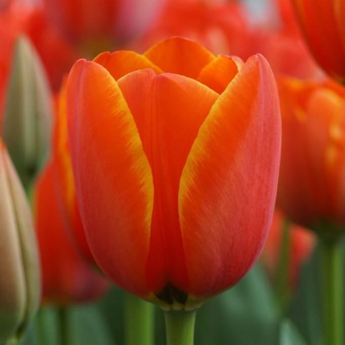 Bio Tulpe Dafeng