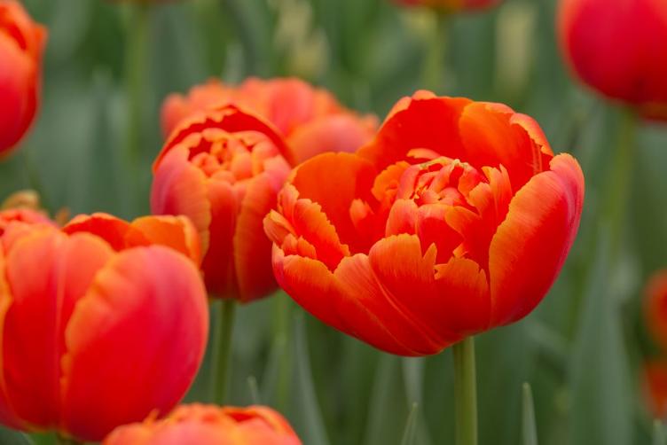 Bio Tulpe Icoon