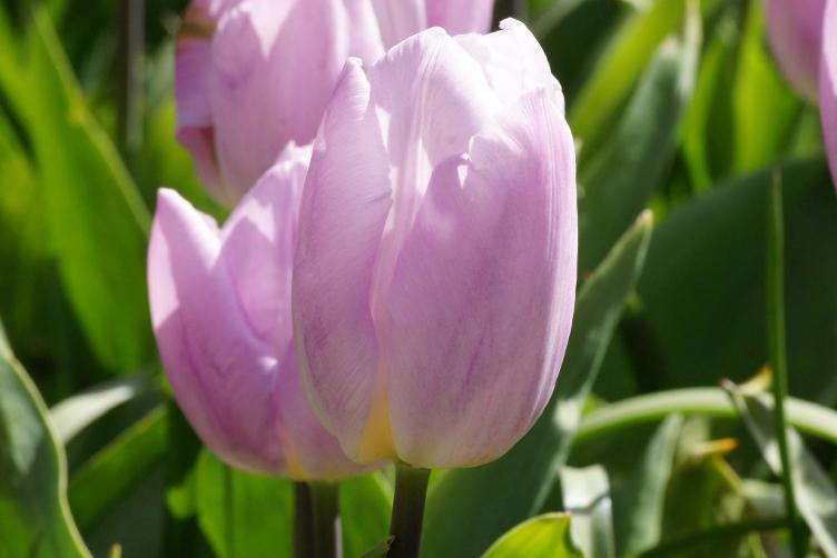 Bio Tulpe Light Pink Prince