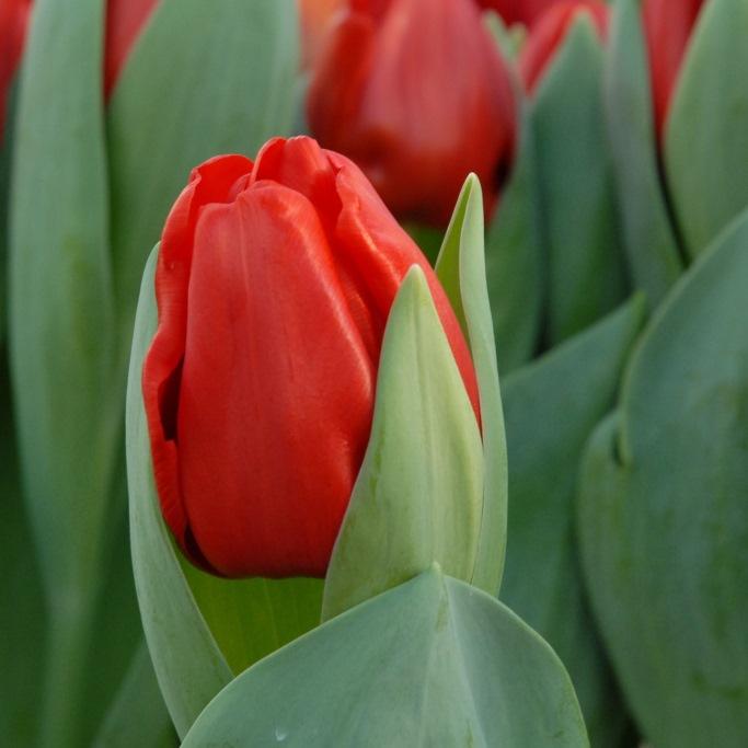 Bio Tulpe Escape
