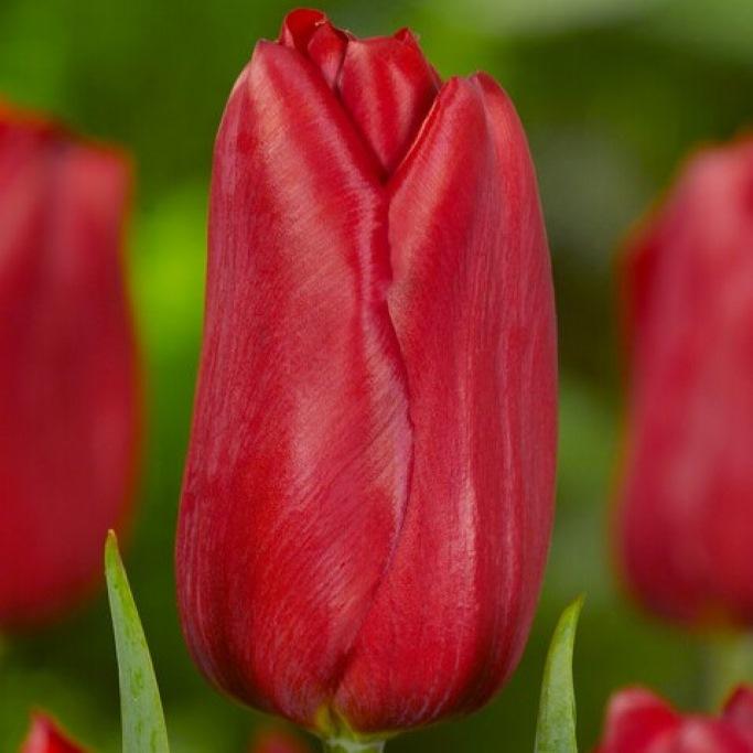 Bio Tulpe Strong Love