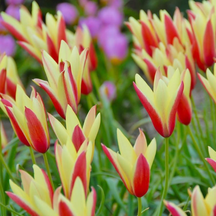 Bio Wildtulpe Clusiana Cynthia