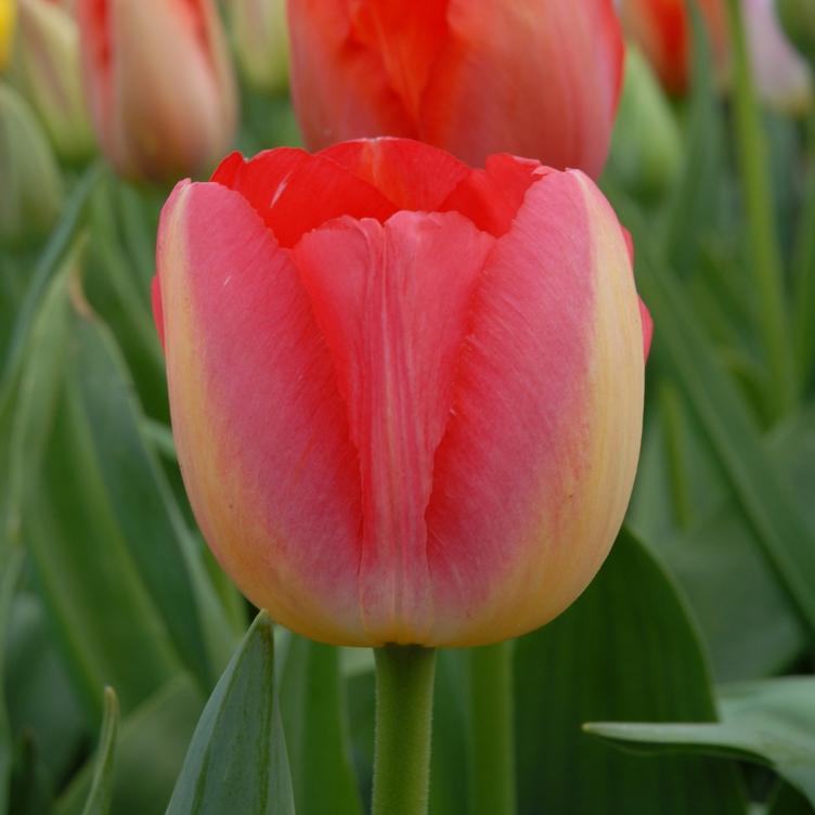 Bio Tulpe Judith Leyster